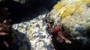 Чёрное море и его подводные обитатели