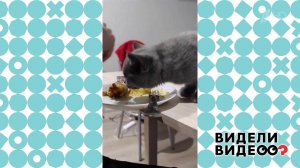 Из хозяйской тарелки вкуснее! Видели видео? Фрагмент выпуска от 28.02.2021