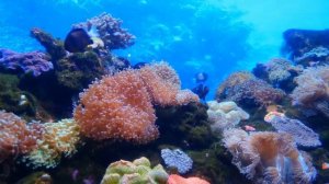 Красота морских глубин.