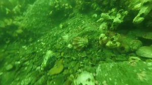 Ловля гребешка о  Елена 10 06 2021