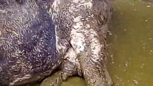 Они же гадят друг на друга". Лукашенко ЖЕСТКО отчитывает чиновников.