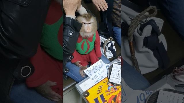 20221130_Алмазов Юрий, Воровайки_Анапа.mp4