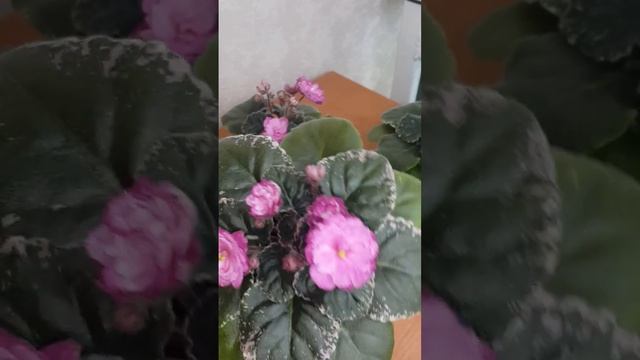 Розовая фиалка Rebel's Rose Bud смотреть онлайн