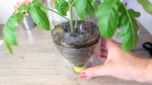 Китайский метод размножения помидор