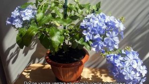 Свинчатка голубая и красная (плюмбаго)