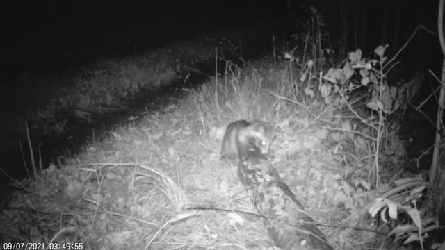 Железы американской норки смотреть онлайн