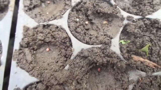 выращивание рассады цветной капусты из семян в огороде смотреть онлайн