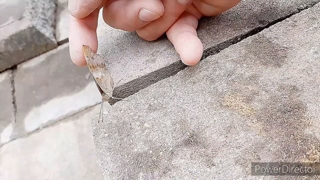 Моя Бабочка)) 1-я серия.✋?? Нашёл Бабочку, замёрзла, надо что-то делать, а то птицы заклюют...???