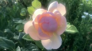 David Austin rose "The Lark ascending"