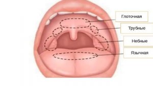 Гистологическое строение небной миндалины. Препарат: Небная миндалина (окрашивание г-э).