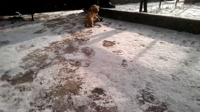 Кокер-спаниель Ричард.1,5 месяца смотреть онлайн