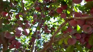 Огромный урожай алычи сорта "Обильная" / harvest of cherry plum varieties "Abundant"