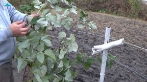 ОБРЕЗКА И ПОДВЯЗЫВАНИЕ МАЛИНЫ ОСЕНЬЮ.