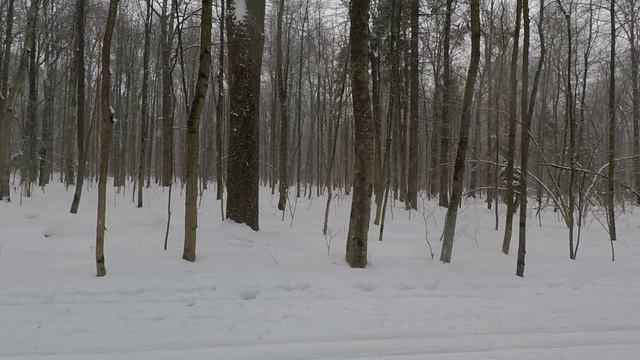 Лазутинка зимой Одинцово смотреть онлайн
