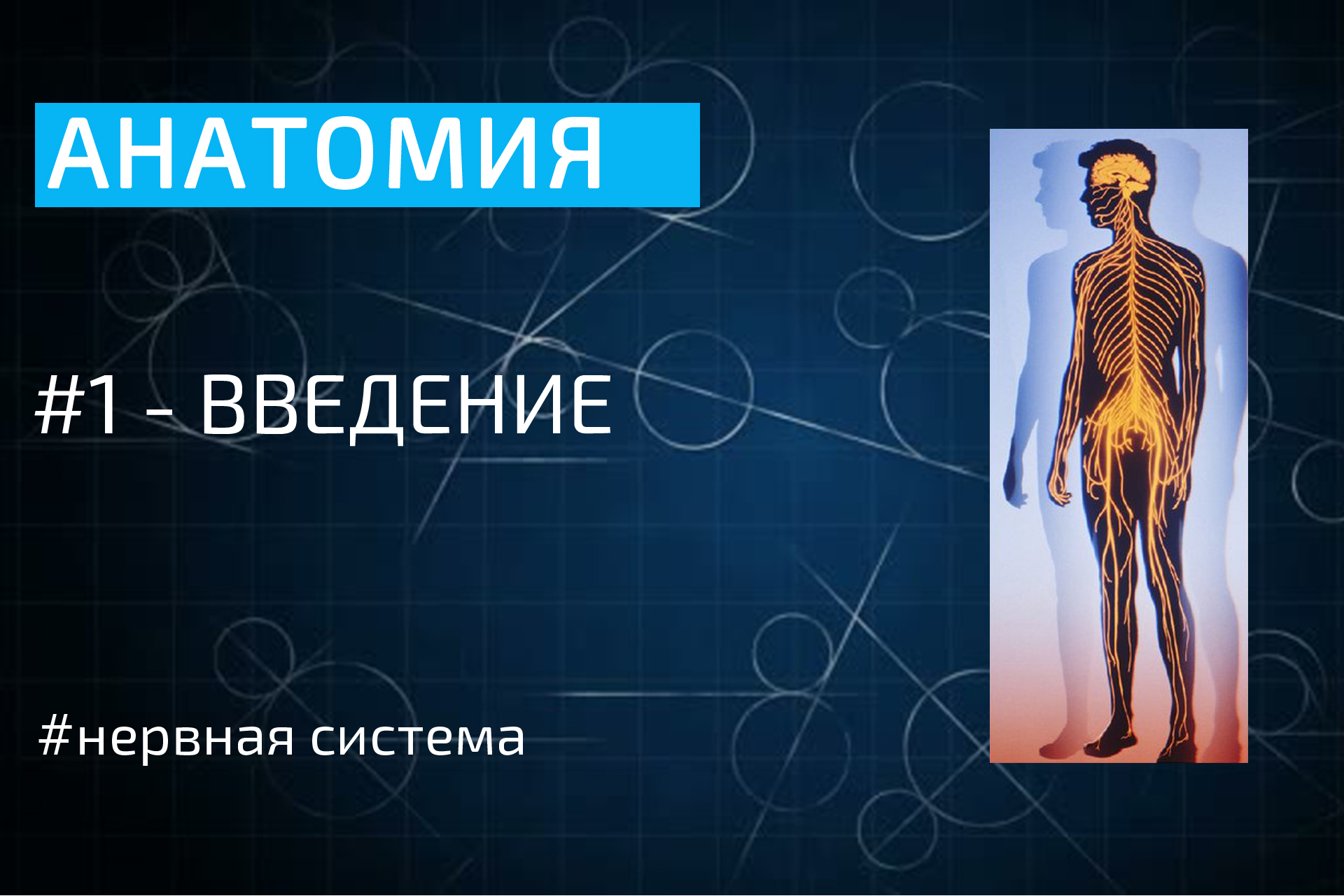 Анатомия 14. Нервная анатомия для психолога. Анатомия смотреть онлайн.