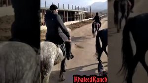 Дикий Першерон сдался @KhaleedRanch