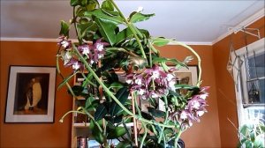 Hoya imperialis A New Beginning Part II or LEDs Have Finally Arrived