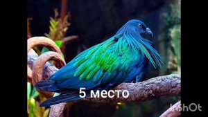 10 самых красивых птиц мира.Птицы созданы для понимания красоты.