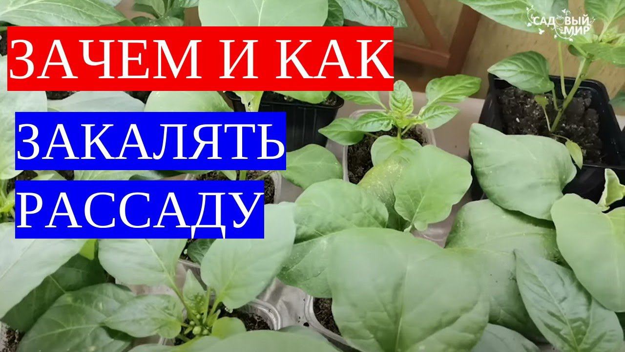 Закаляем рассаду томатов перед высадкой на постоянное место для 100% приживаемости.
