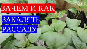 Закаляем рассаду томатов перед высадкой на постоянное место для 100% приживаемости.