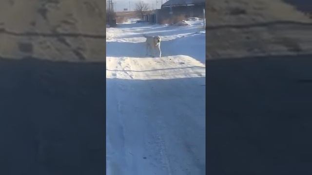 Огромный алабай, оставленный хозяевами, пугает жителей Ессентуков 3.02.2017 смотреть онлайн