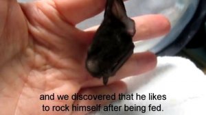 This Cute Baby Bat is Amazing...