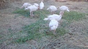 Выращивание индюков Биг - 6 День 30 вес 2 кг