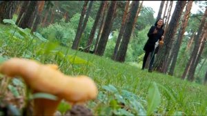 Где искать лисички? - "Утро с вами" 31.07.2015