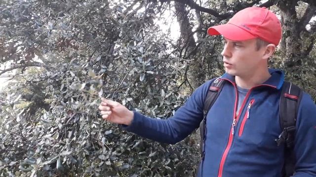 Дуб каменный вечнозеленый. Про листопад. смотреть онлайн