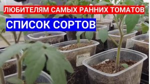 ЭТИ САМЫЕ РАННИЕ ТОМАТЫ ВЫСАЖИВАЮ В ОТКРЫТЫЙ ГРУНТ САМЫМИ ПЕРВЫМИ