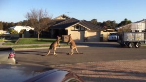 уличная драка диких кенгуру