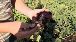 Из чего мы делаем самогон