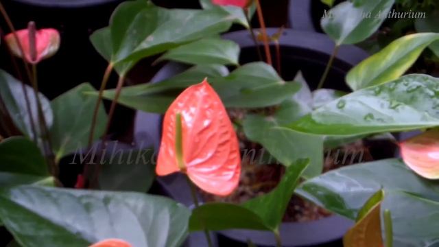 200 RARE ANTHURIUM SPECIES смотреть онлайн