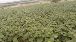 Заразиха на подсолнечнике