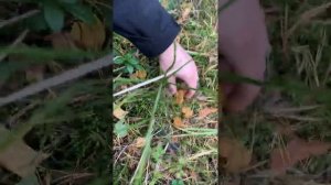 Трубчатые лисички