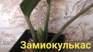 Комнатные растения с названиями!