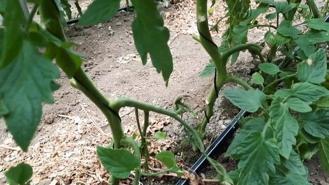Вырастит ли с самосборных семян Махитос? Мой опыт выращивания.