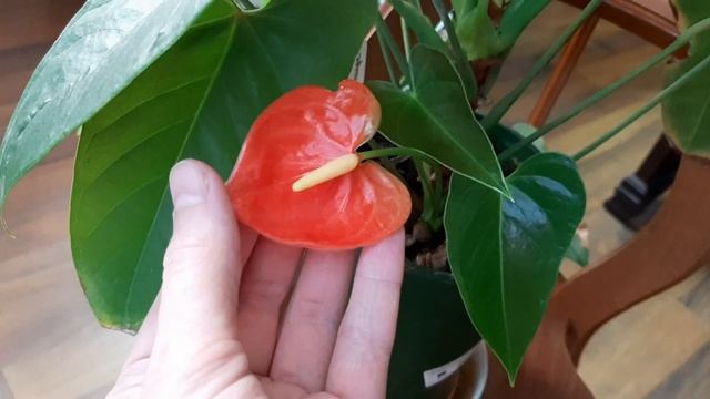 АНТУРИУМ. Коллекция редких антуриумов #9. Антуриумы Uta, Flamingo Brown и Special Love
