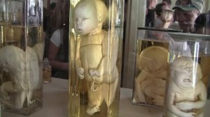 Кунсткамера в Питере.2017г.