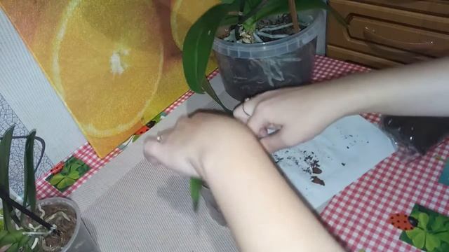 Детка орхидеи , ее посадка и пересадка новой миди орхидеи. смотреть онлайн