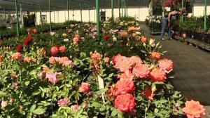 Егорьевский тепличный комбинат