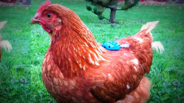 Крутые куры "Я - Пеструшка!" смотреть онлайн