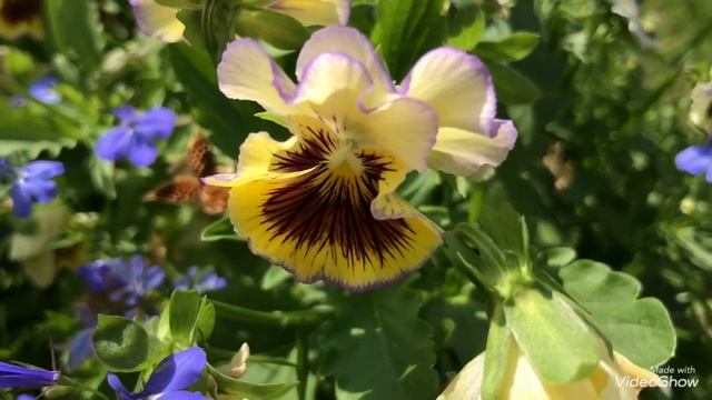 Как собрать семена с Виолы? Мои Цветочные Композиции. смотреть онлайн