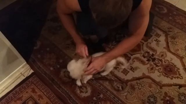 Приучение щенка амер.кокер спаниэля к поводку