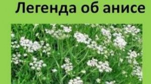 Легенда об анисе