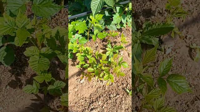 МАЛИНА МАРАВИЛЛА.ПОСАДОЧНЫЙ МАТЕРИАЛ(ДЕТКИ).НЮАНСЫ смотреть онлайн