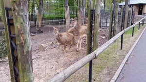 Брачные игры оленей в Рижском Зоопарке