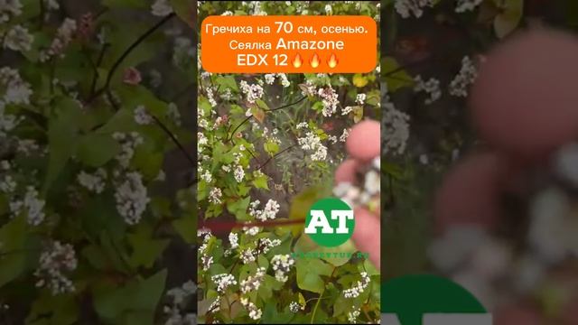 Гречиха на 70 см, осенью. Сеялка Amazone EDX 12??? #amazone #edx #seeding #buckwheat