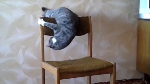 Кот решил заняться акробатикой