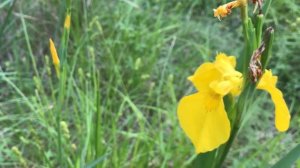 Iris pseudacorus 2 Hort Ebrenc HBI.cat